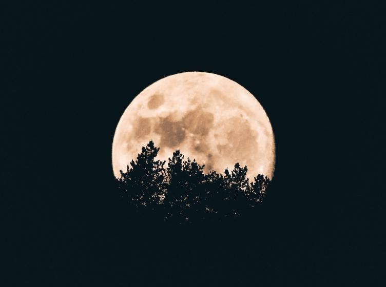 A full moon at night peeking through trees